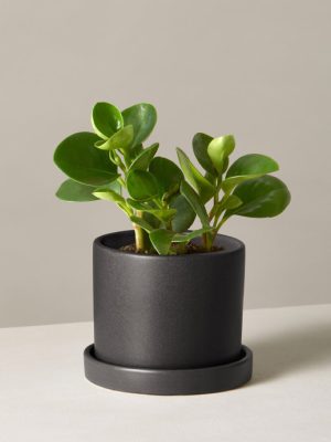 Peperomia Obtusifolia